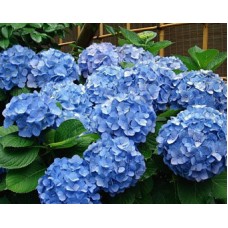 Hydrangea Arborescens Blue - 2.25 Inch Starter Plant   569719602